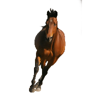 Download Horse Png Image Download Picture Transparent Background HQ PNG