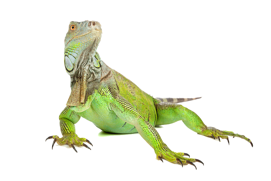 Iguana Image PNG Image
