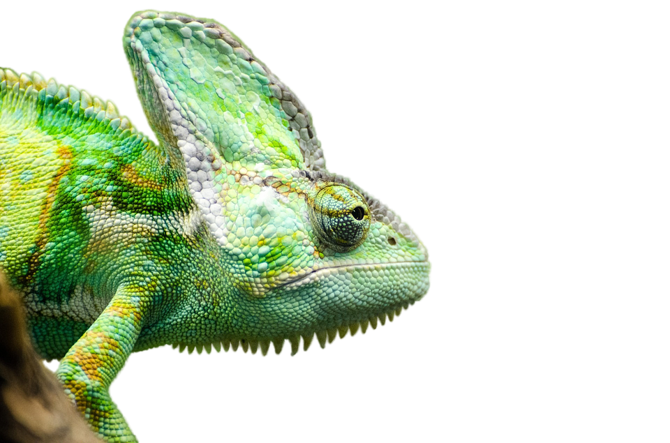 Iguana Transparent Picture PNG Image