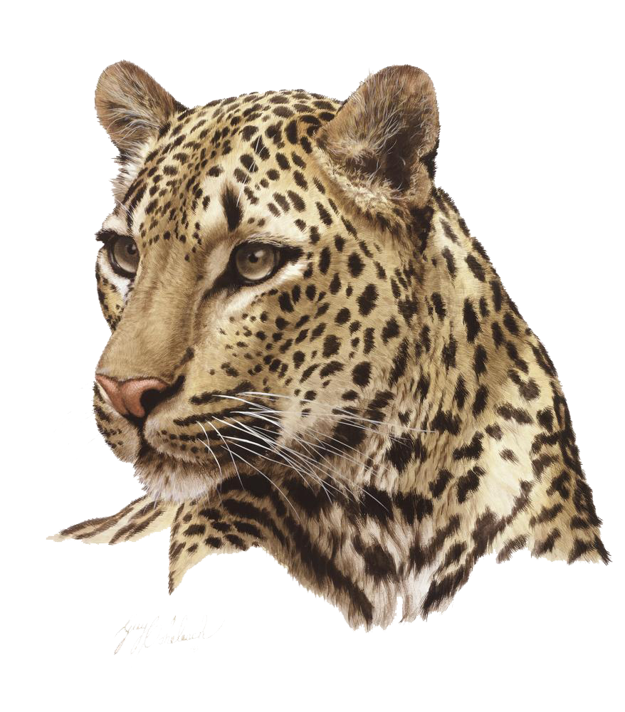 Leopard Photos PNG Image