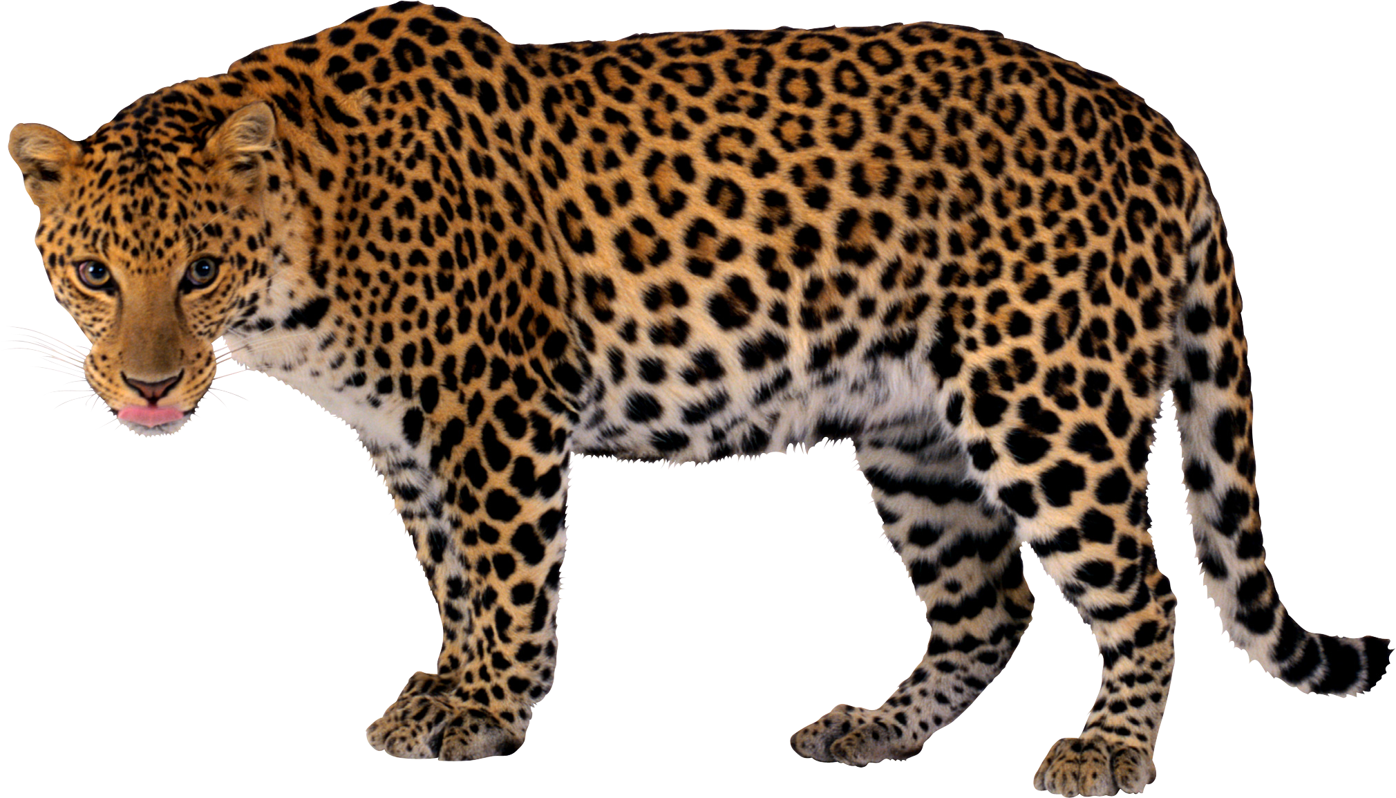 Leopard Picture PNG Image
