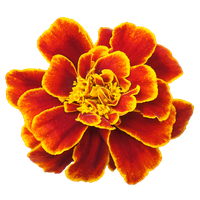 Download Marigold Free PNG photo images and clipart | FreePNGImg