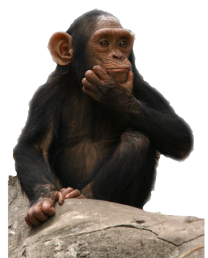 Monkey Picture PNG Image