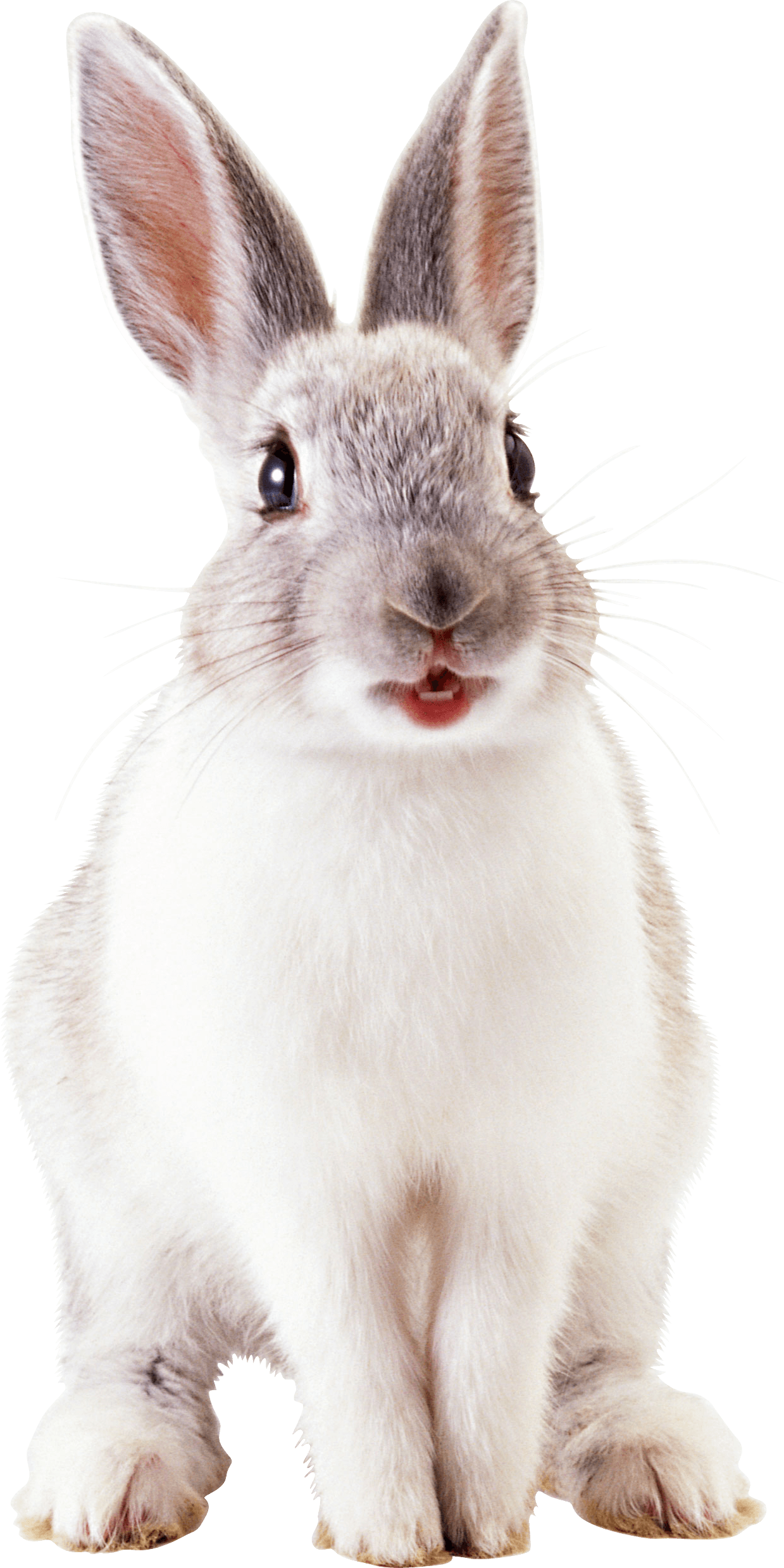 White Rabbit Png Image PNG Image