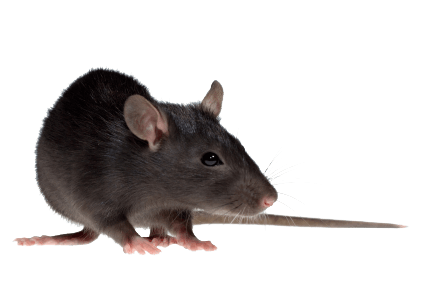 Mouse Rat Png Image PNG Image