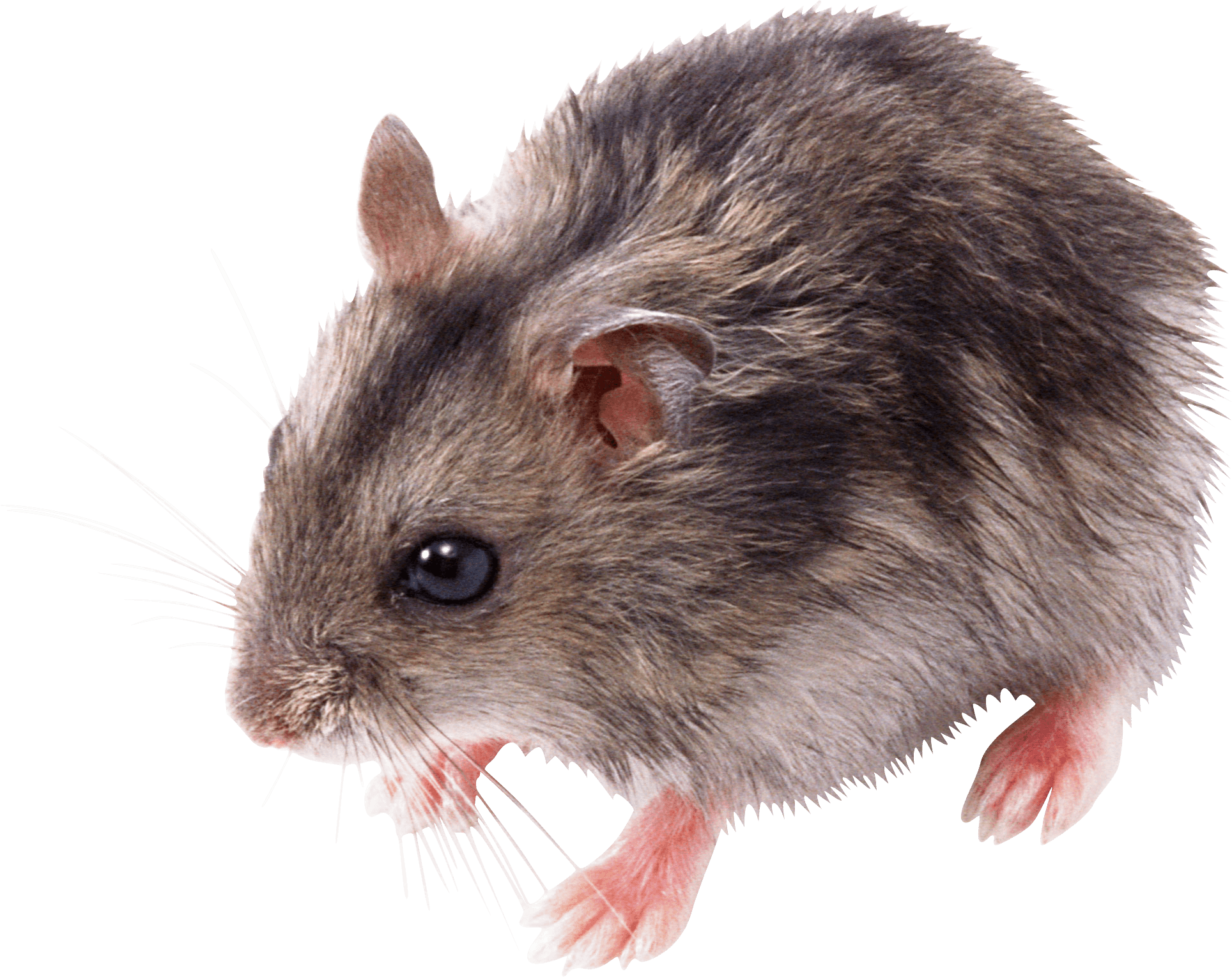 Little Mouse Rat Png Image PNG Image
