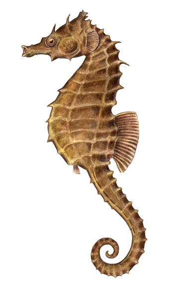 Seahorse Png Image PNG Image