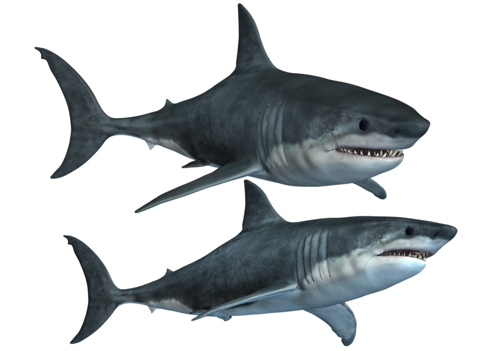 Shark Photos PNG Image