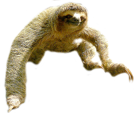Sloth Png Picture PNG Image