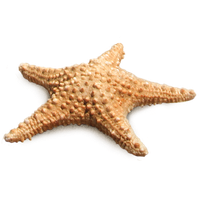 2-2-starfish-png-thumb.png