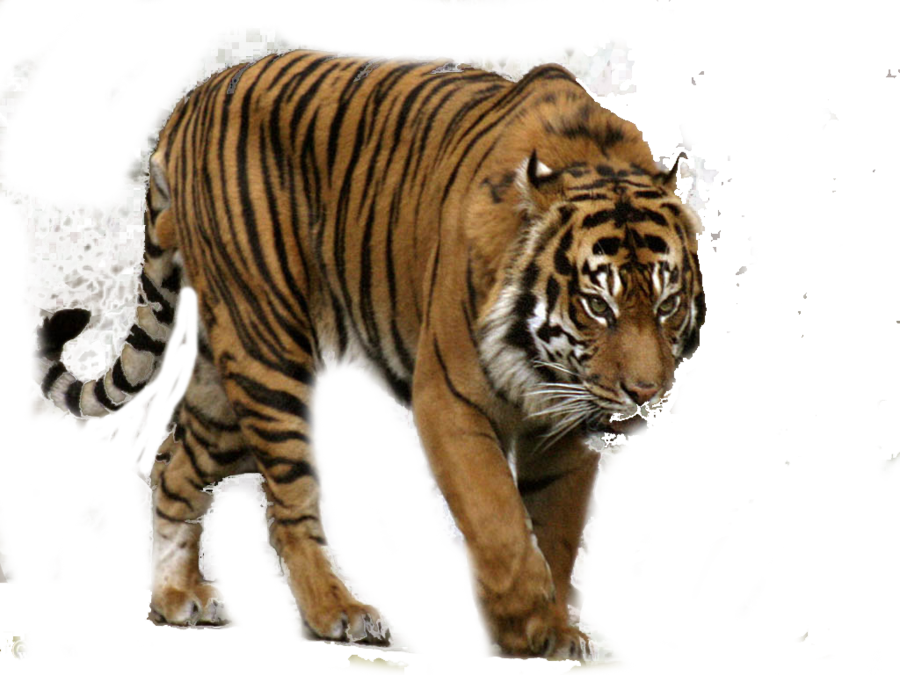Tiger Png Clipart PNG Image