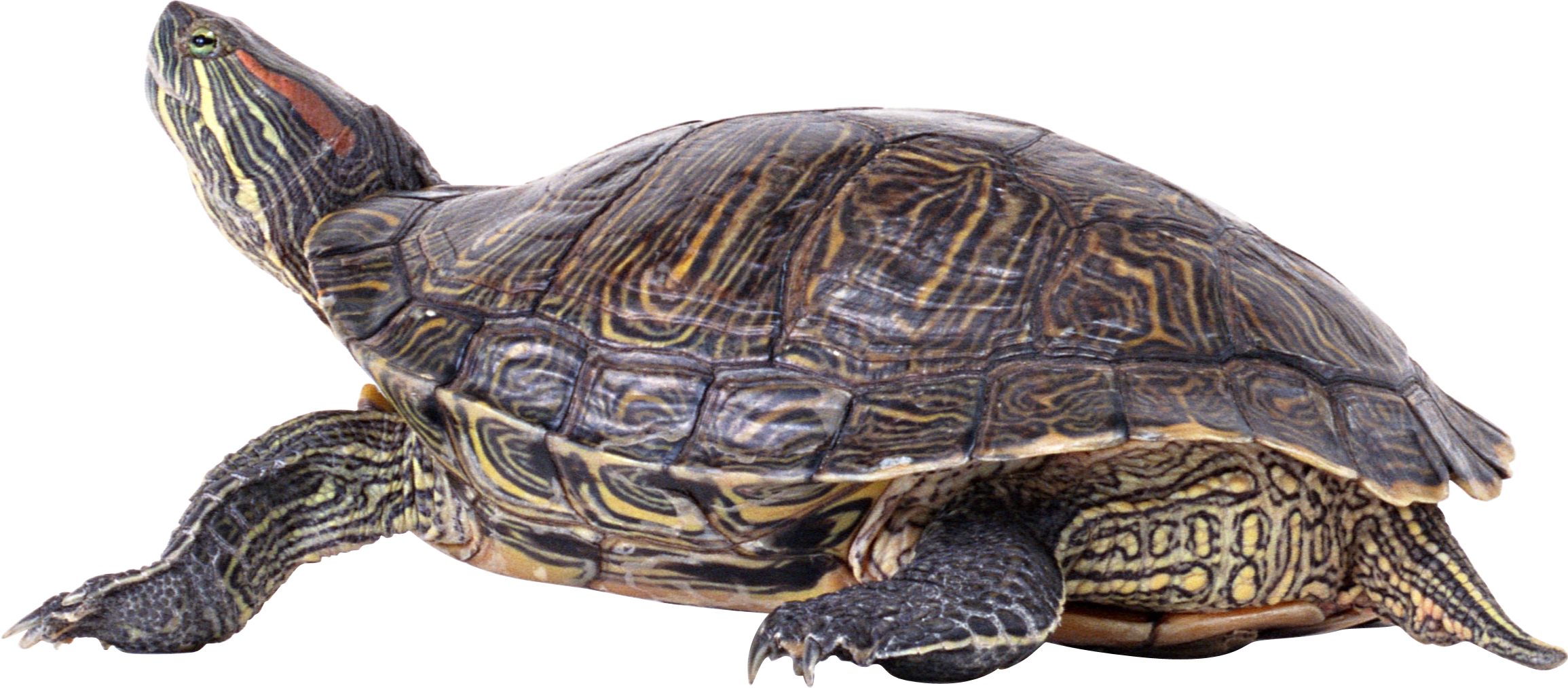 Turtle Pic Sea Free Download Image PNG Image