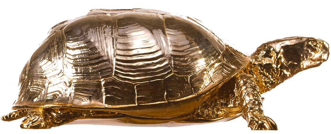 Box Turtle Picture PNG Image