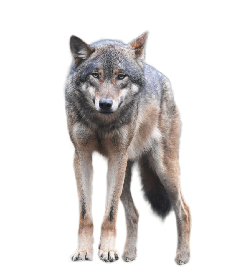 Wolf Download Png PNG Image