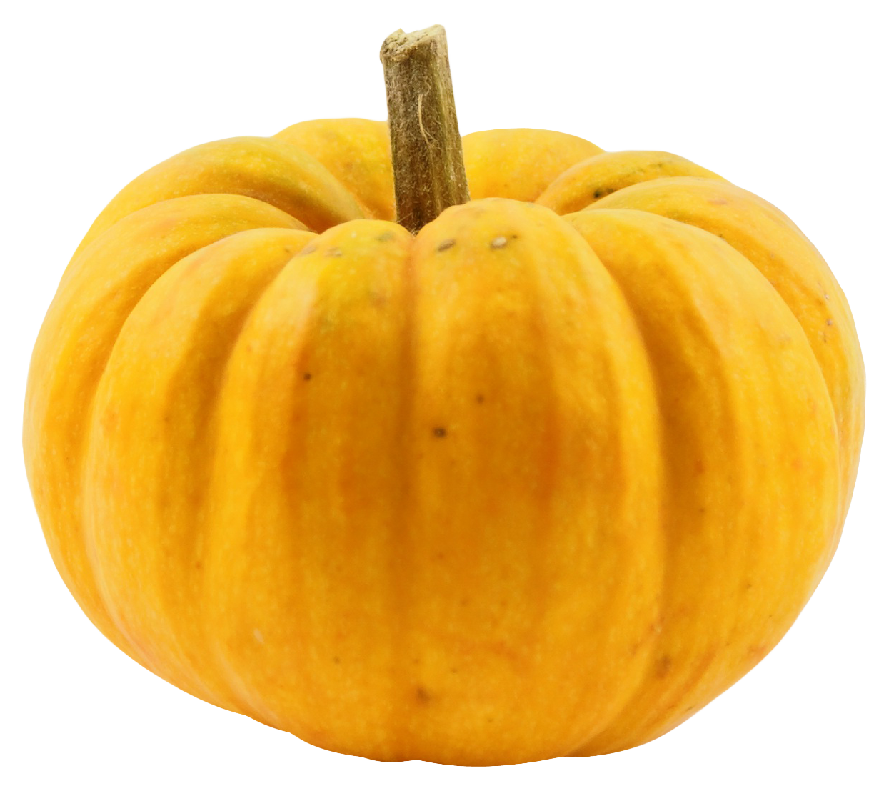 Squash Acorn Free Transparent Image HQ PNG Image