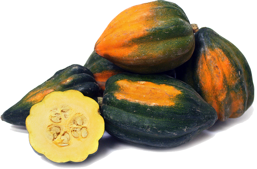 Squash Acorn PNG Download Free PNG Image