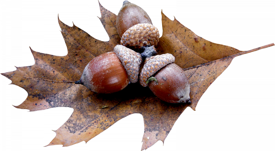 Acorn Free HD Image PNG Image