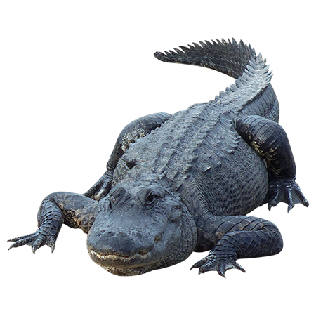 Alligator Picture PNG Image