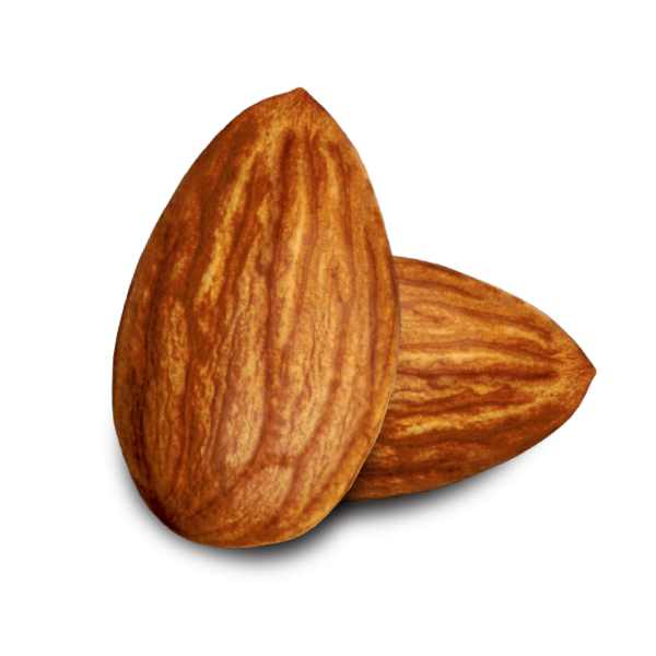 Nut Almond PNG Image High Quality PNG Image