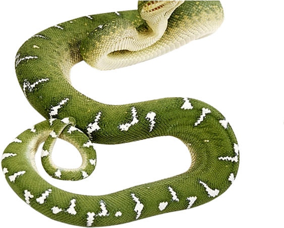 Green Anaconda Free Download Image PNG Image