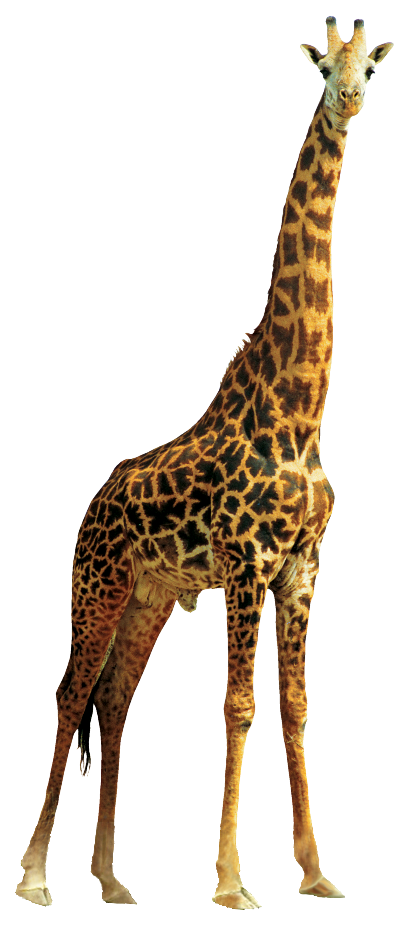 Lion Giraffe Free Download Image PNG Image