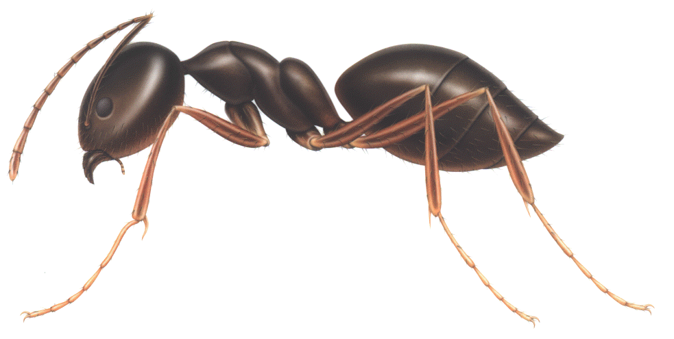 Ant (1) PNG Image