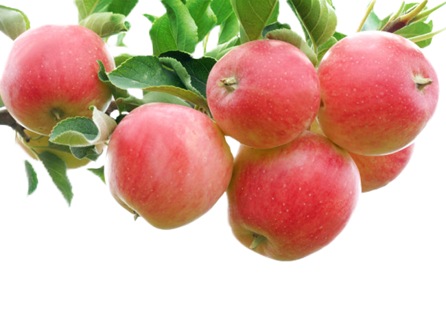 Apple Crumble Bright Fruit Gala Red Auglis PNG Image
