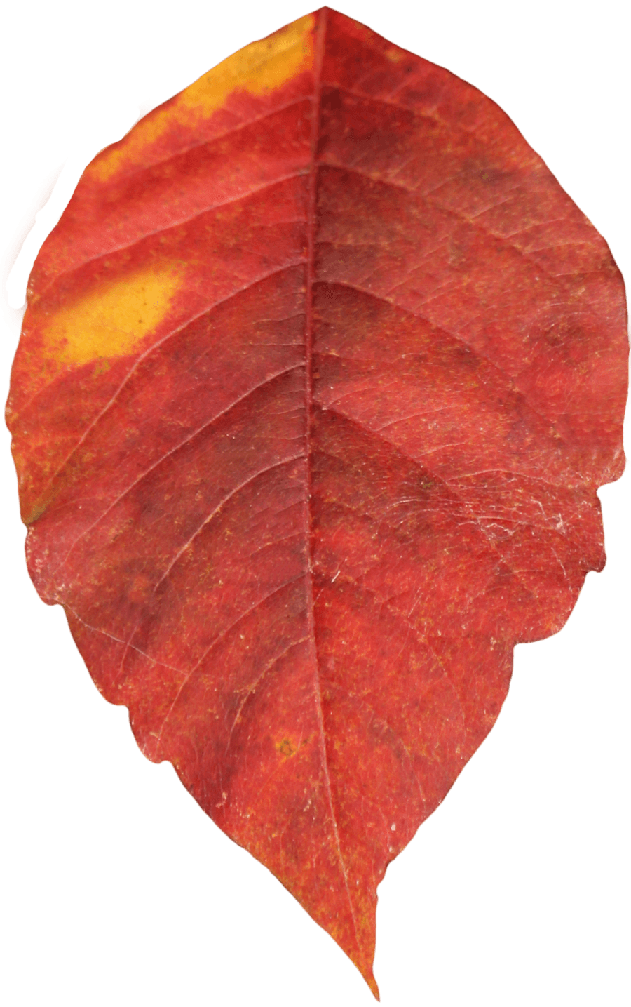 Red Autumn Png Leaf PNG Image