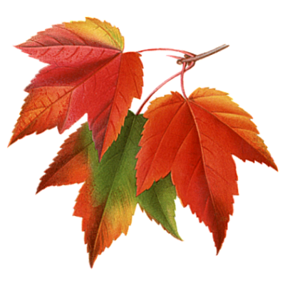 Autumn Fall Leaves Pictures Collage PNG Image