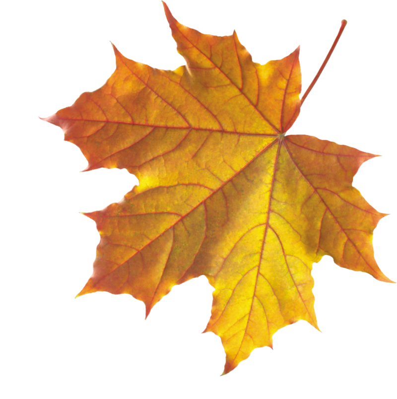 Realistic Autumn Fall Leaves PNG Image
