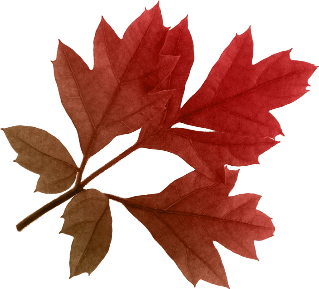 Autumn Png Leaf PNG Image