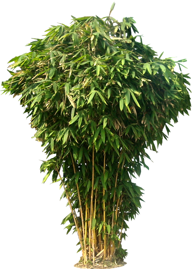 Bamboo Photos PNG Image