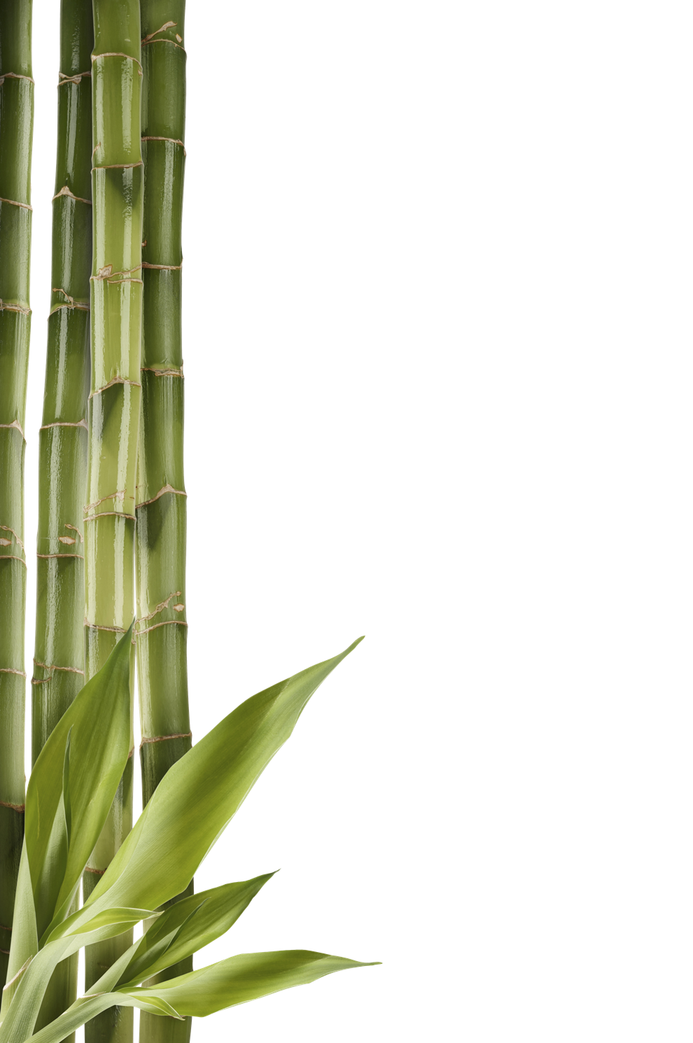 Bamboo Clipart PNG Image