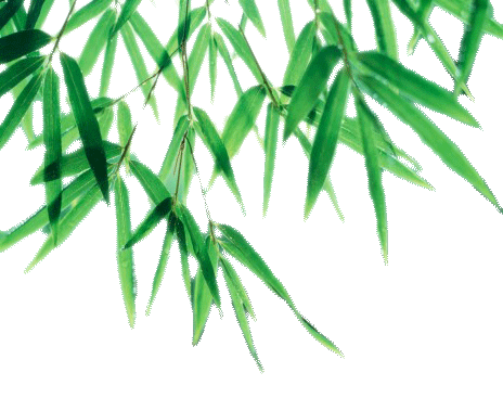 Bamboo Leaf Picture PNG Image