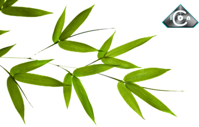 Bamboo Leaf PNG Image