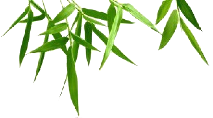 Bamboo Leaf Transparent Background PNG Image