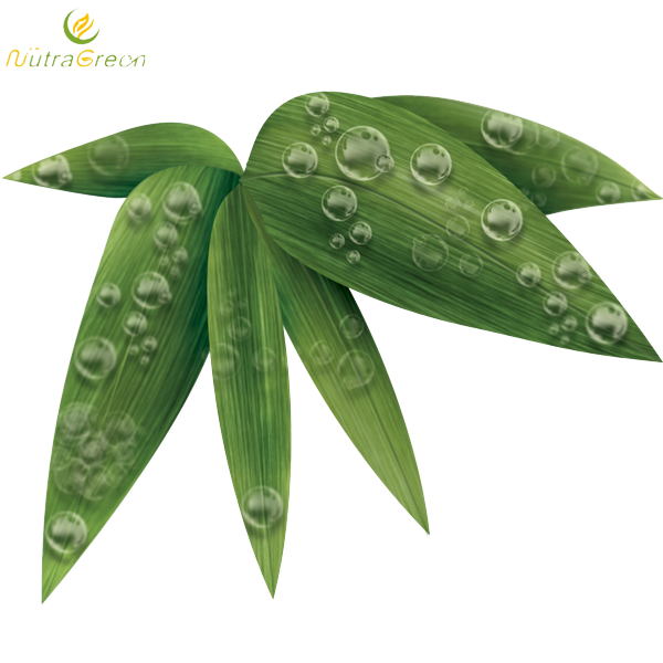 Bamboo Leaf Photos PNG Image