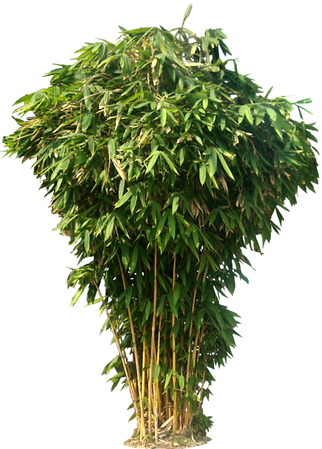 Download Bamboo  Picture HQ PNG  Image FreePNGImg