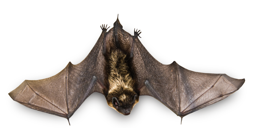 Bat Download HD PNG Image