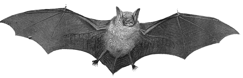 Bat Transparent PNG Image