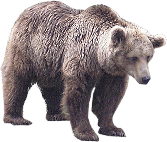 Bear Png Image PNG Image