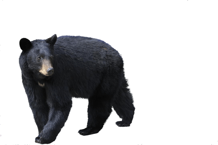 Black Bear Png Image PNG Image