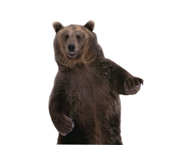 Bear Png 11 PNG Image