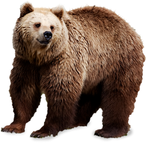 Wild Bear PNG File HD PNG Image