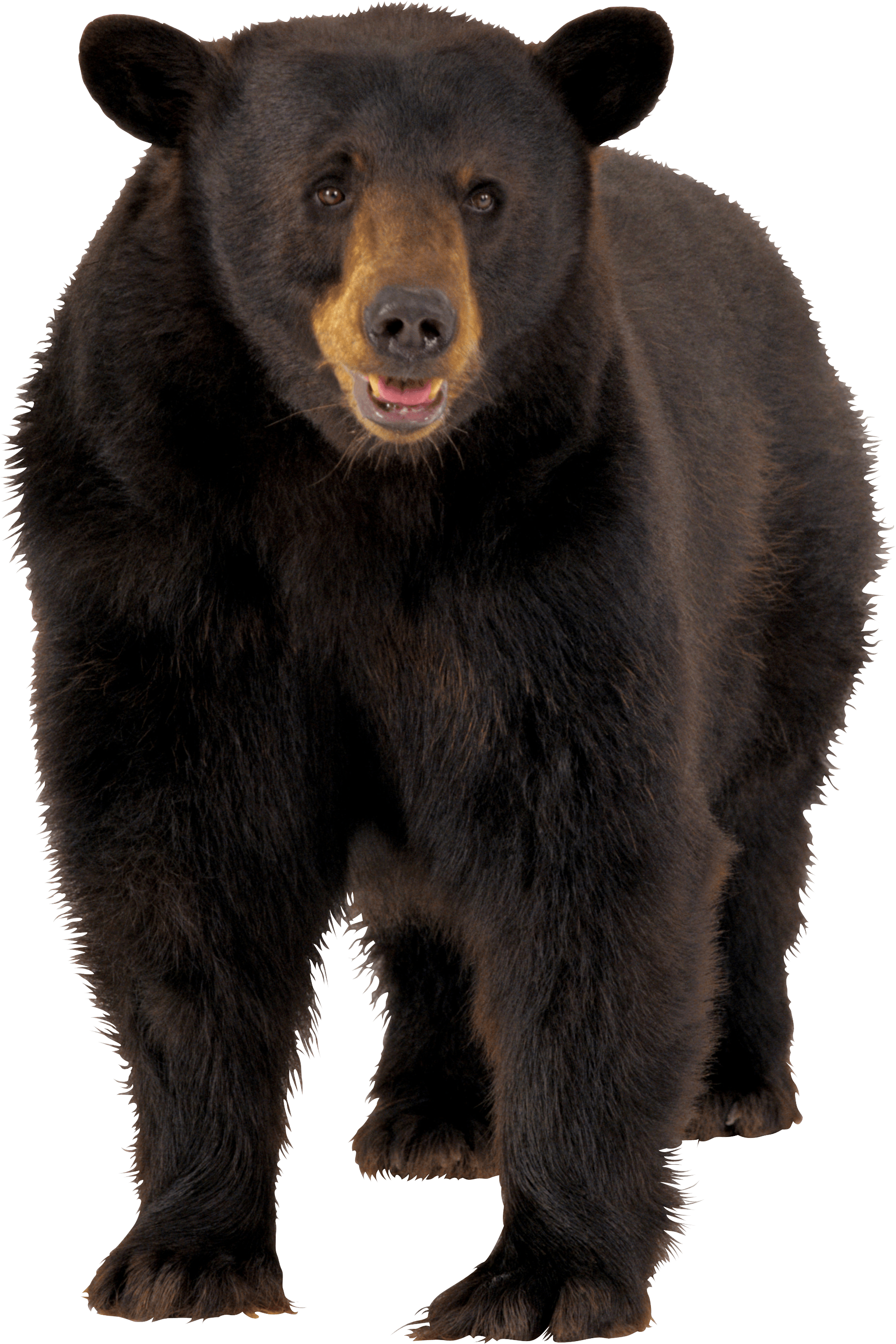 Brown Bear Png Image PNG Image