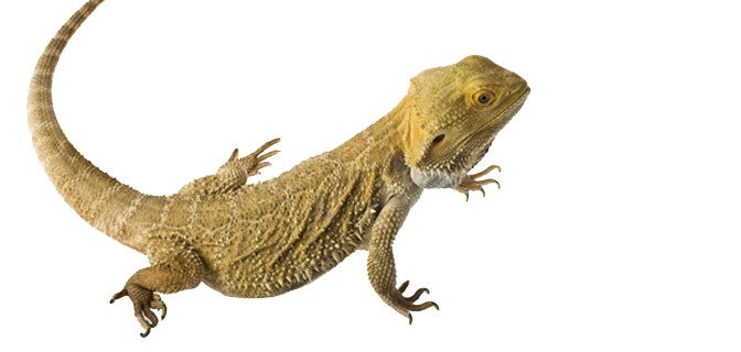 Bearded Dragon Transparent PNG Image