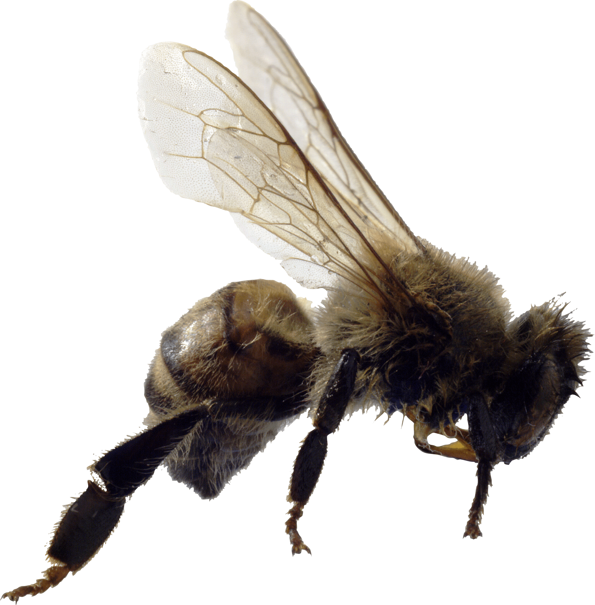 Bee Png Image PNG Image