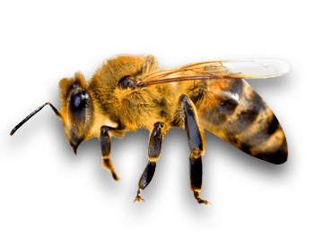 Bee Png Image PNG Image