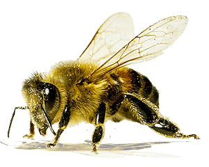 Bee Png Image PNG Image