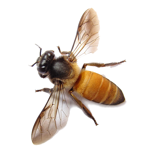 Bee Transparent PNG Image